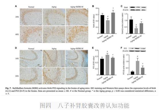 气络学说指导八子补肾胶囊抗衰老研究进展